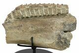 Amazing Hadrosaur (Maiasaura) Mandible with Teeth Battery #265003-3